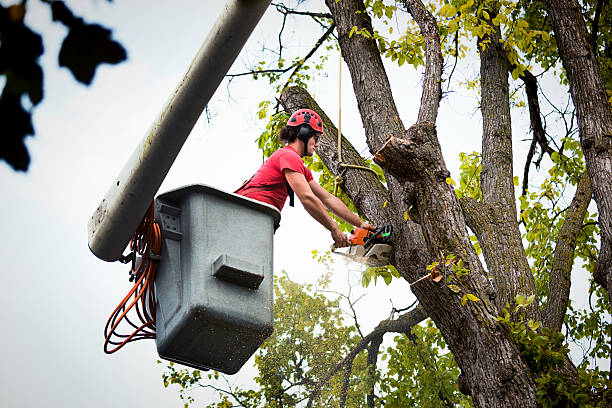 Tree Root Removal